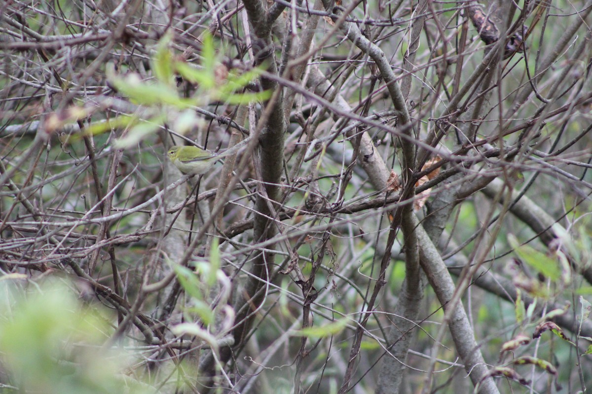 Tennessee Warbler - ML646465637