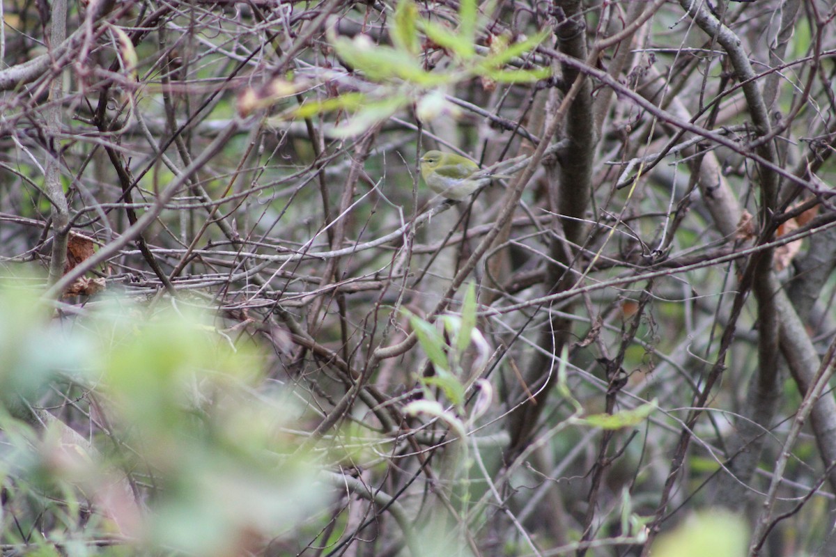 Tennessee Warbler - ML646465638