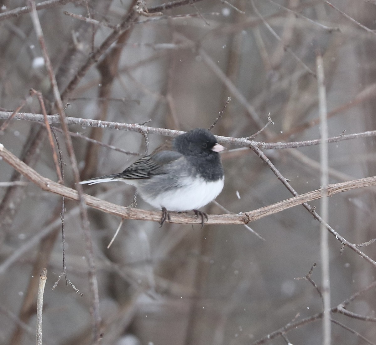 Dark-eyed Junco (cismontanus) - ML646465639