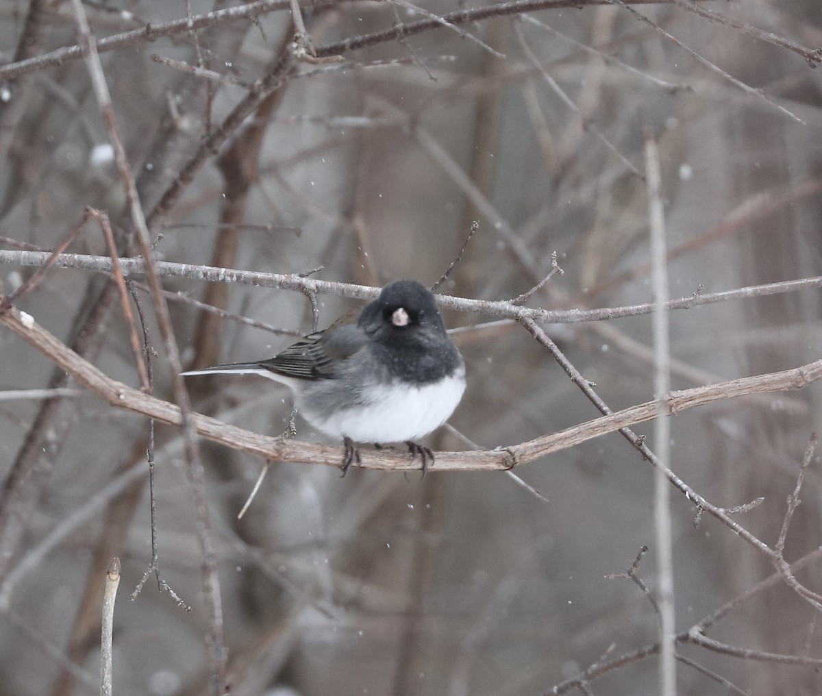 Dark-eyed Junco (cismontanus) - ML646465640