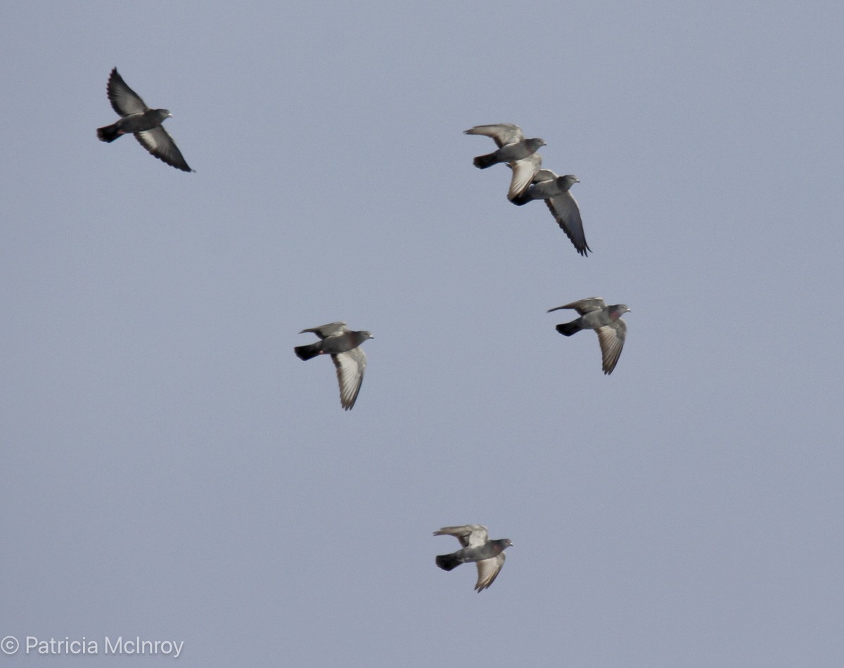 Rock Pigeon (Feral Pigeon) - ML646465643