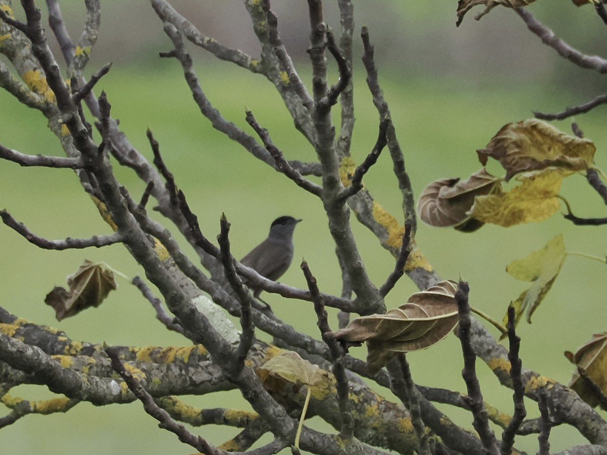 Sardinian Warbler - ML646465645