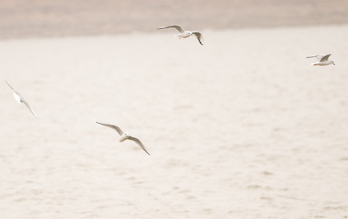 Bonaparte's Gull - ML646465646