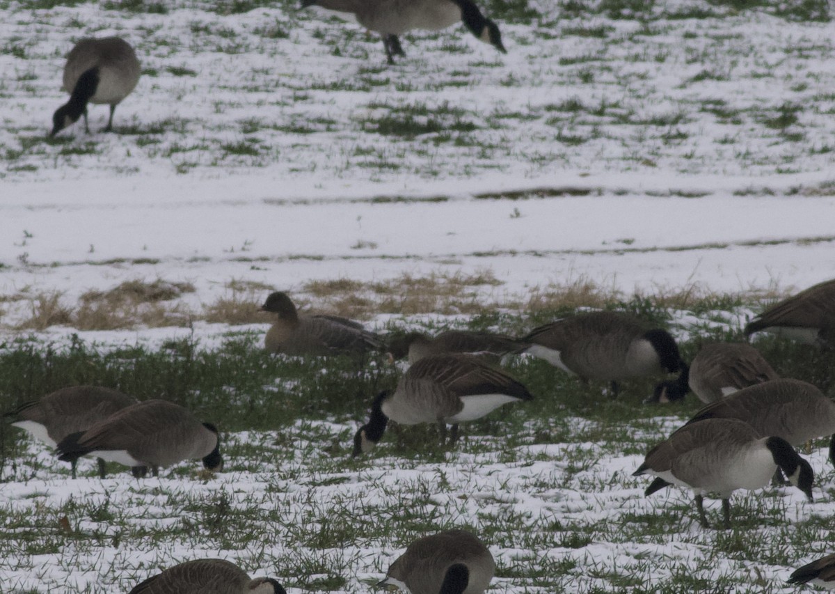 Pink-footed Goose - ML646465648