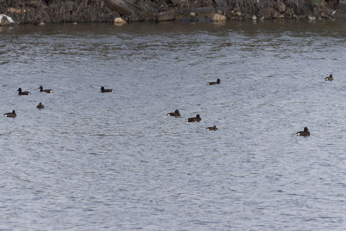 Ferruginous Duck - ML646465649