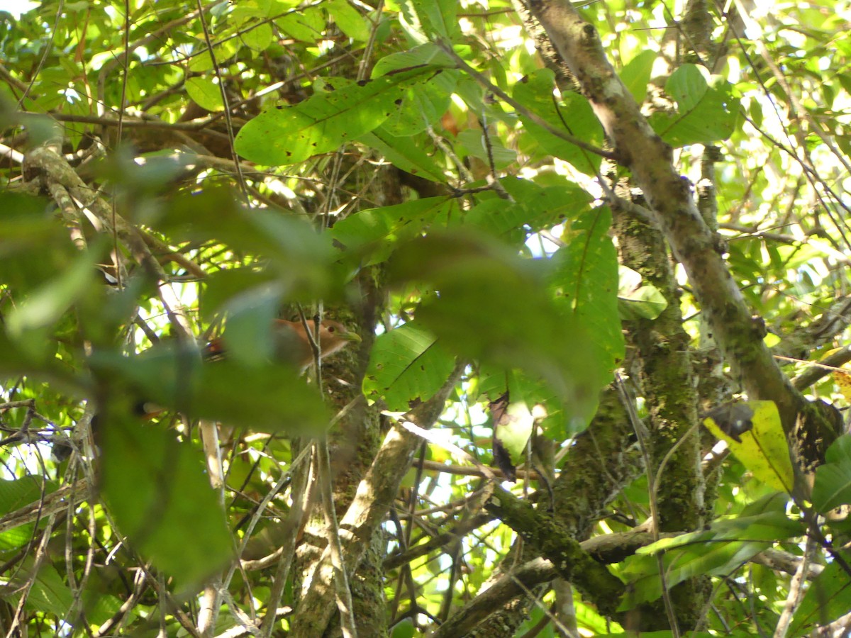 Sincap Guguğu - ML646465650