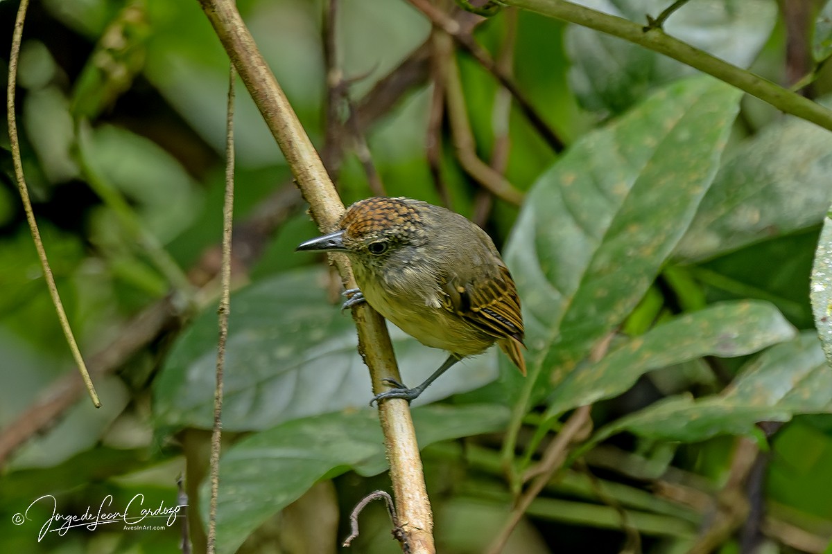 Spot-crowned Antvireo - ML646465651