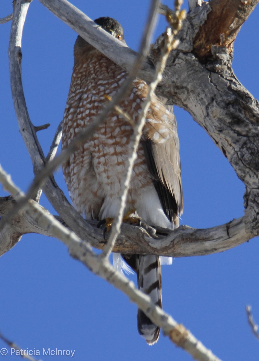 Cooper's Hawk - ML646465652