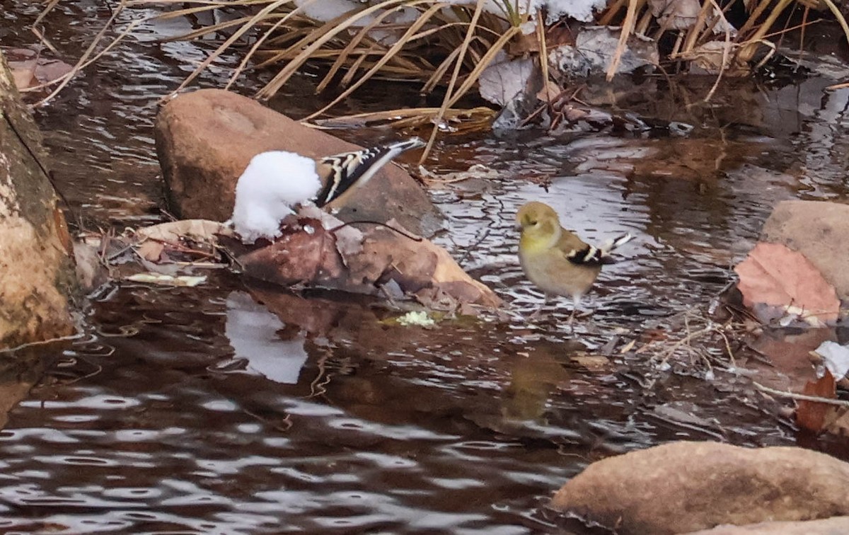 American Goldfinch - ML646465653