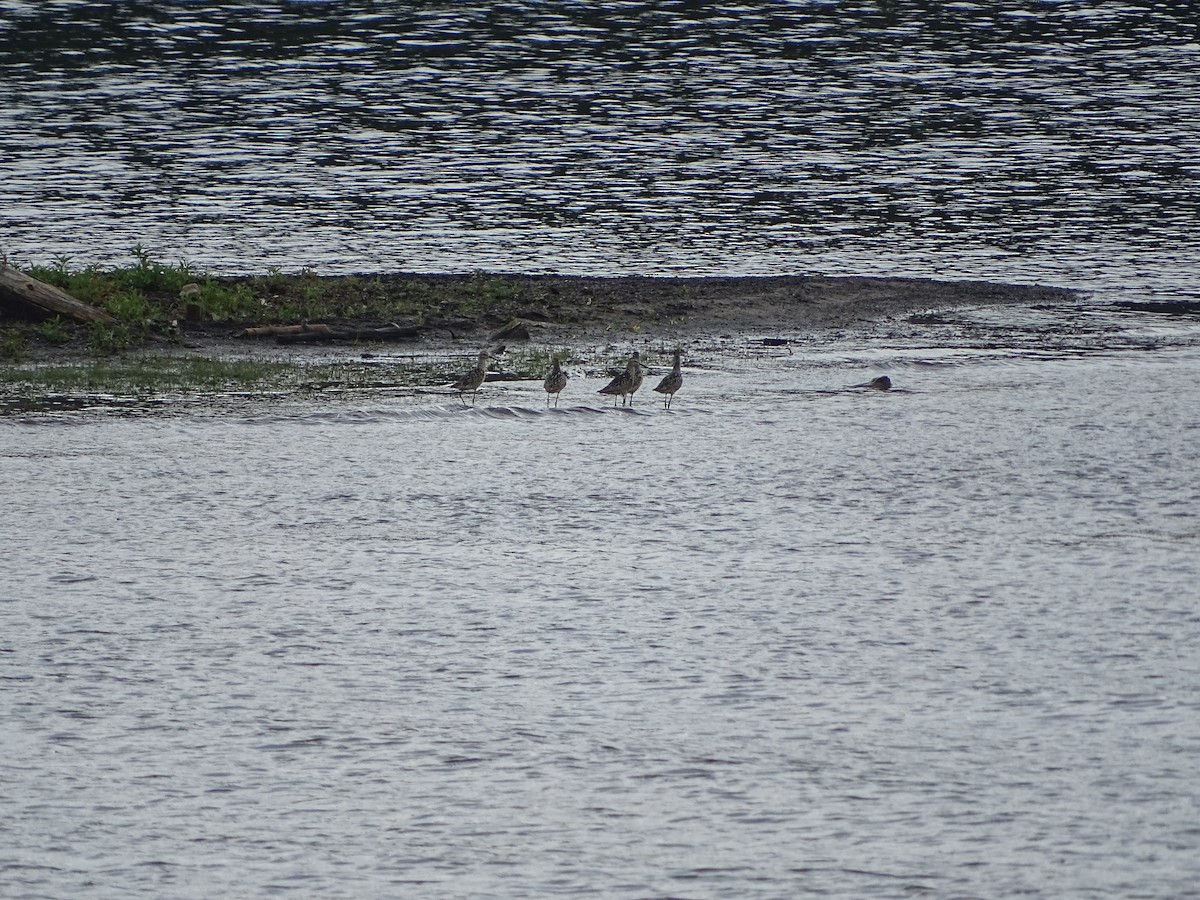 Stilt Sandpiper - ML646465654