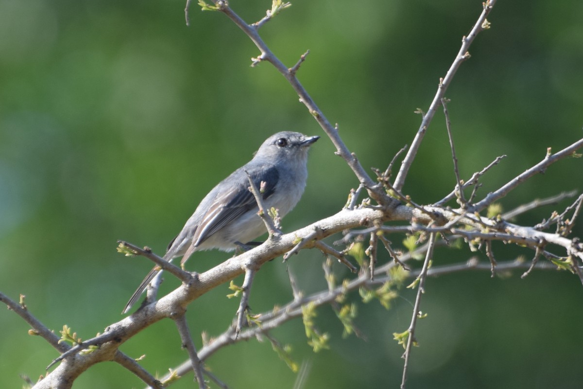 Gray Tit-Flycatcher - ML646465655