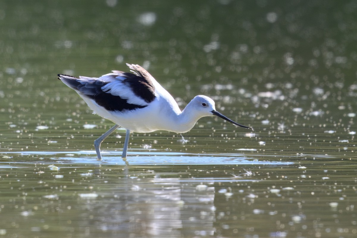 American Avocet - ML646465656