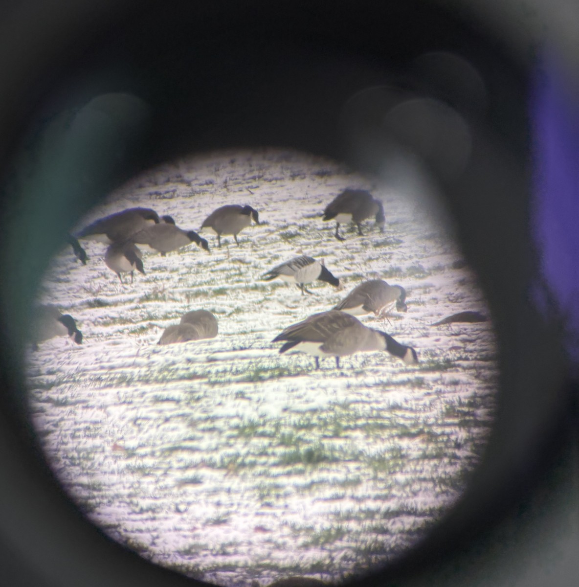 Barnacle Goose - ML646465658