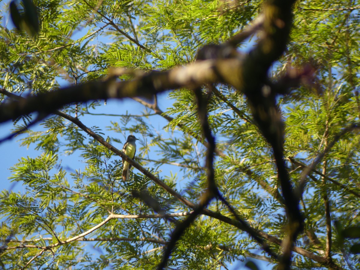 Sarı Karınlı Sinekkapan - ML646465659