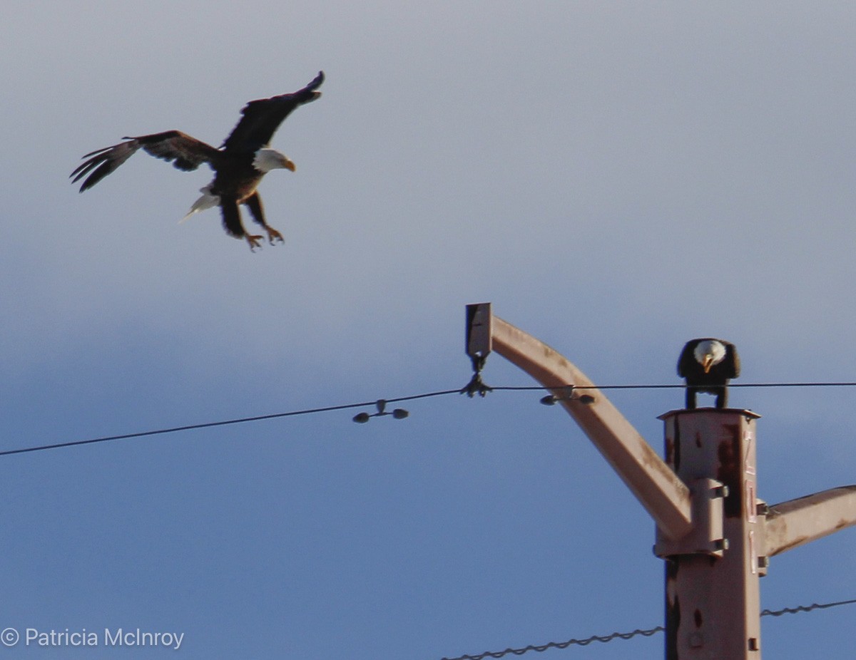 Bald Eagle - ML646465660
