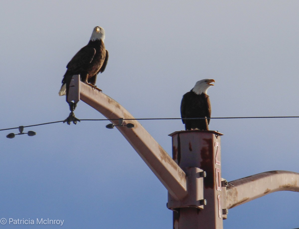 Bald Eagle - ML646465661