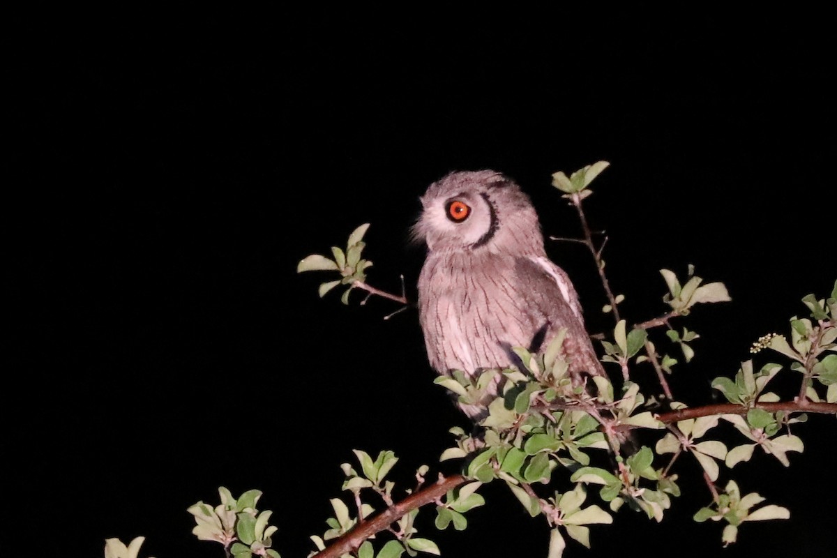 Southern White-faced Owl - ML646465664