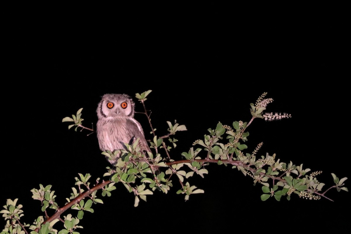 Southern White-faced Owl - ML646465665