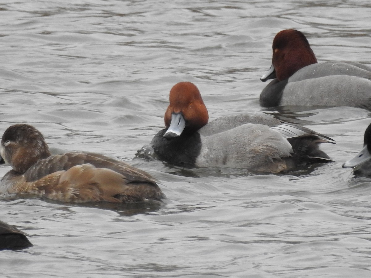 Redhead - ML646465666