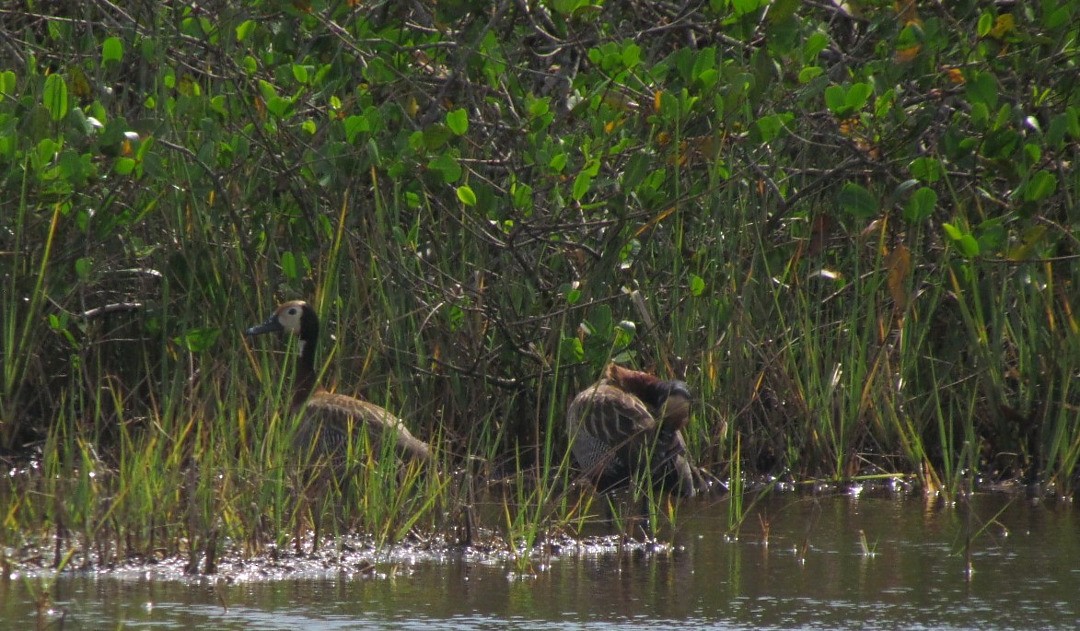 シロガオリュウキュウガモ - ML646465667