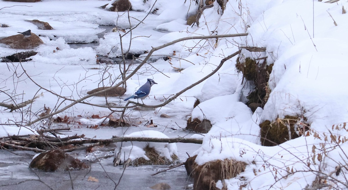 Blue Jay - ML646465668