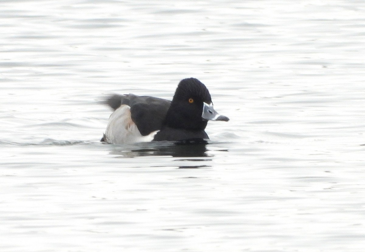 Ring-necked Duck - ML646465670