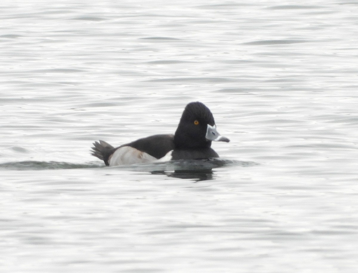 Ring-necked Duck - ML646465671