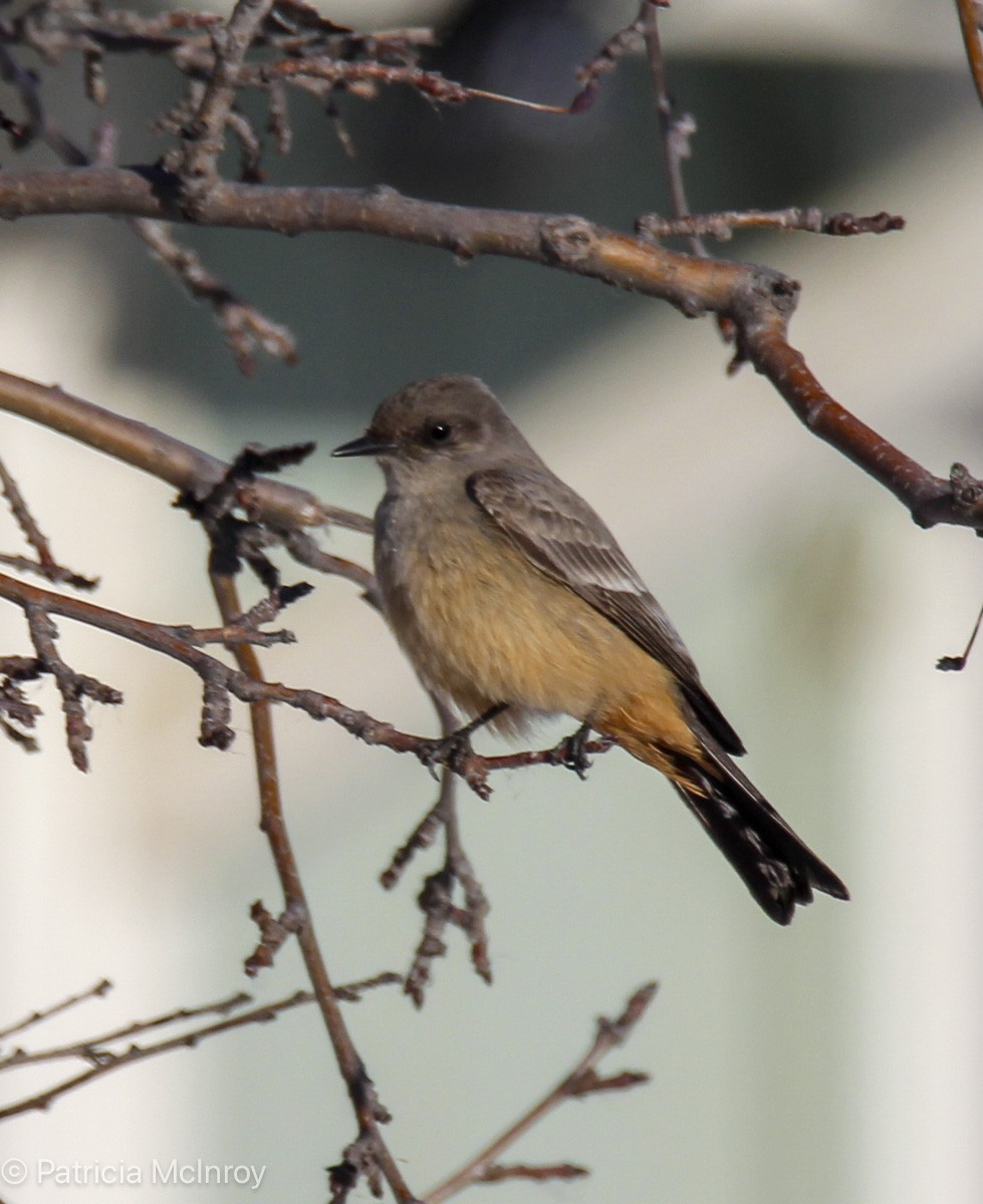 Say's Phoebe - ML646465674