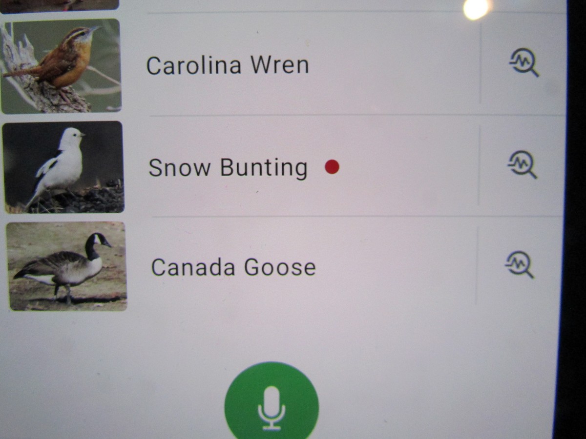 雪鵐 - ML646465675