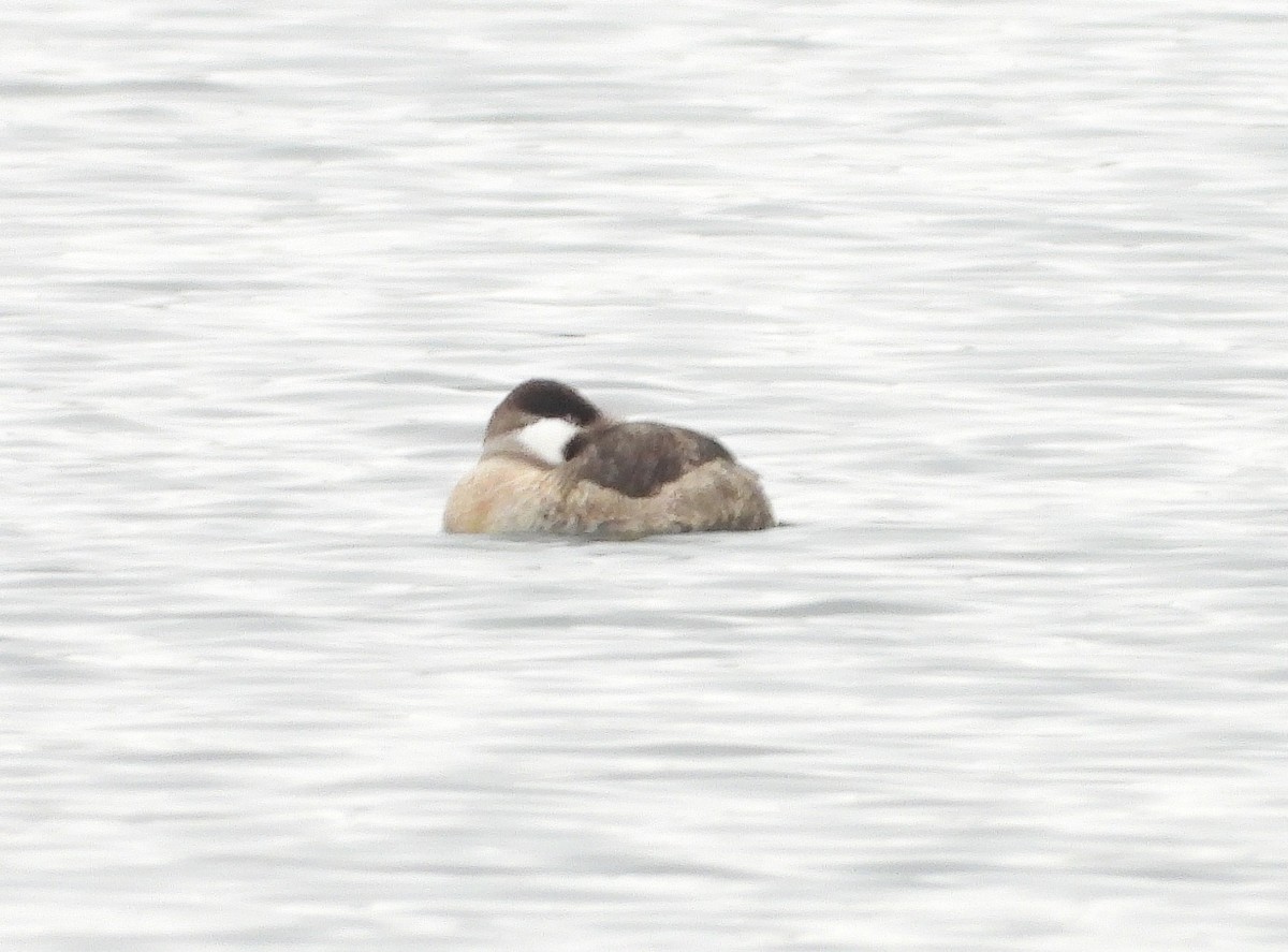 Ruddy Duck - ML646465678