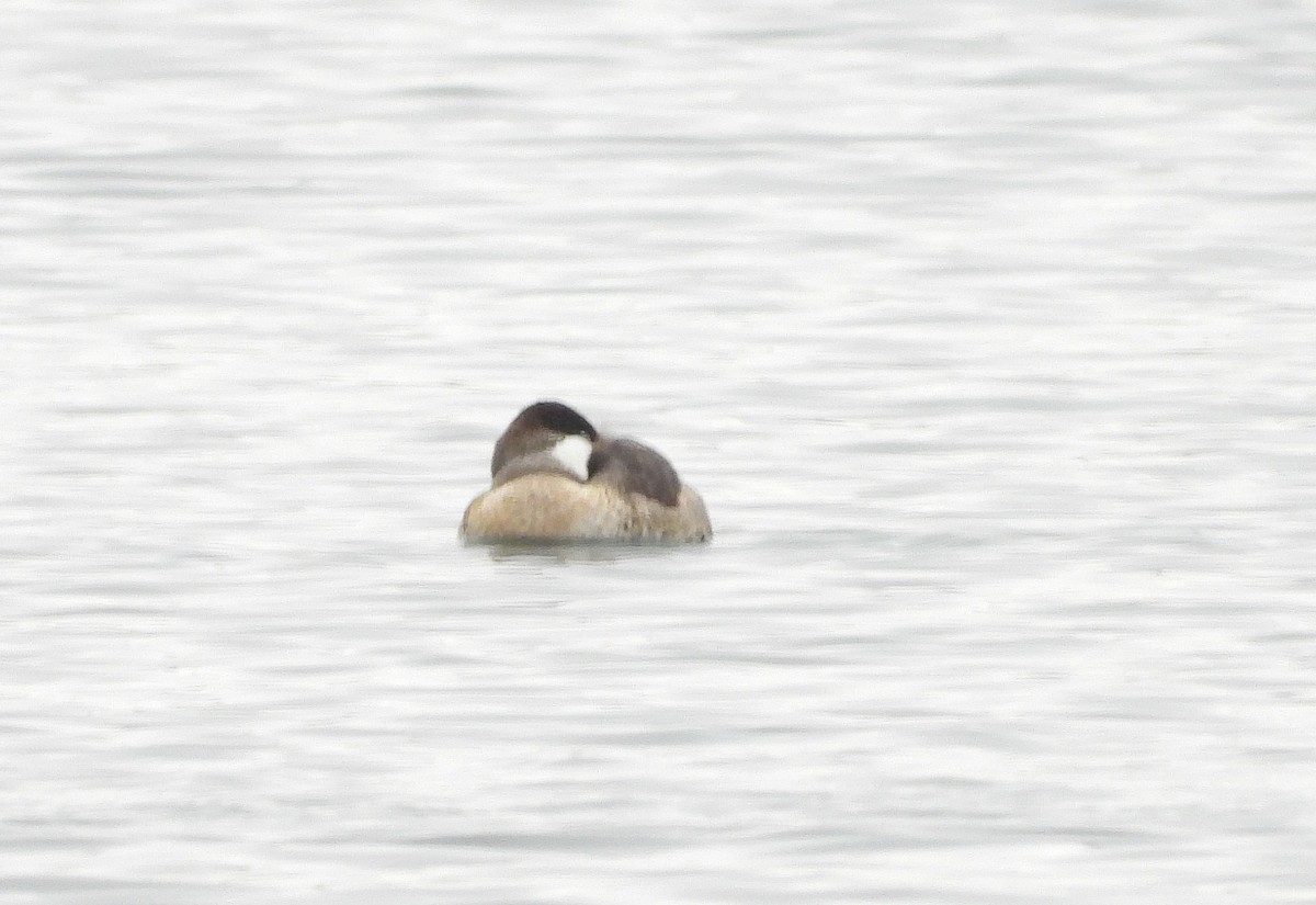 Ruddy Duck - ML646465679
