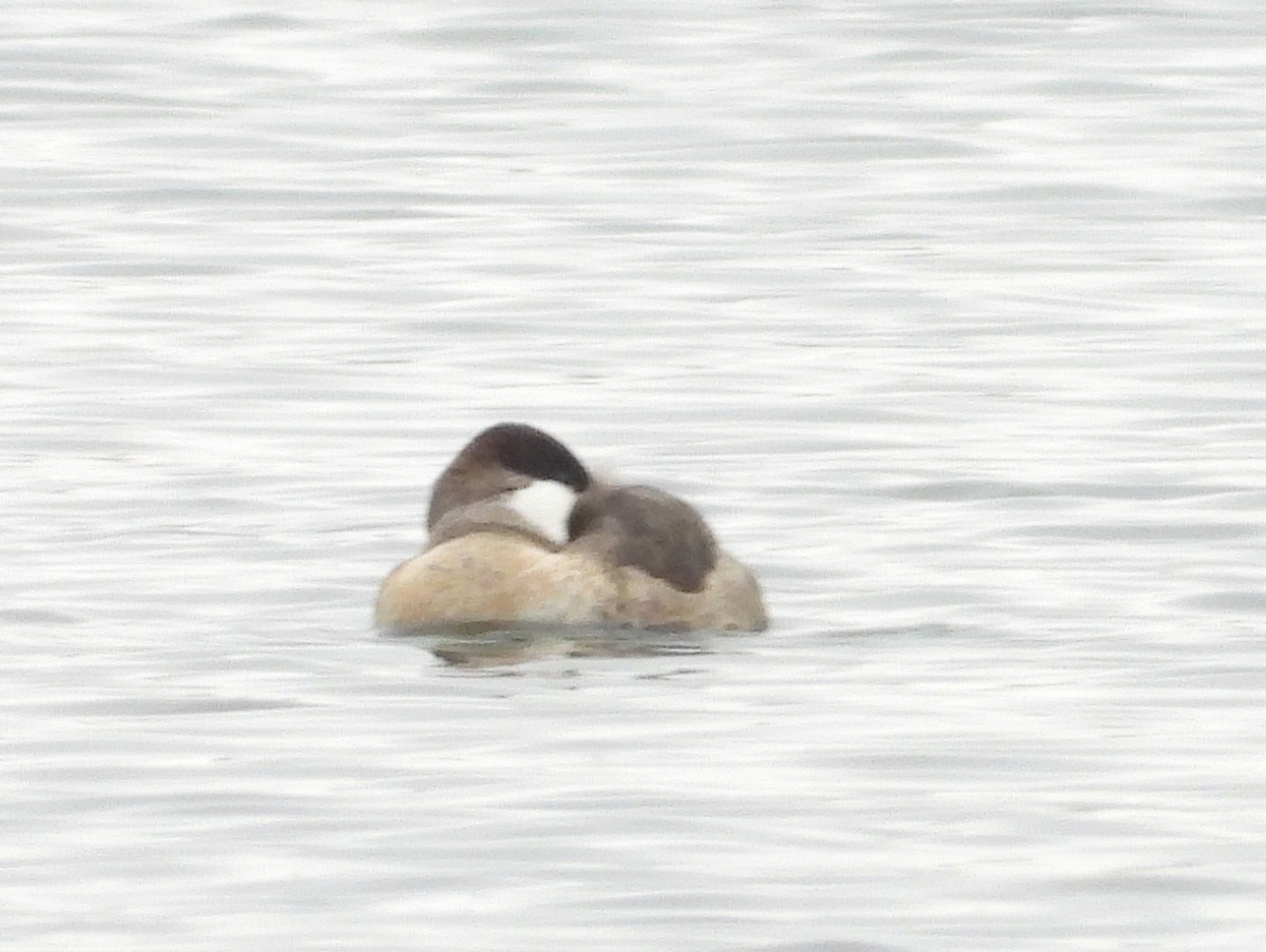 Ruddy Duck - ML646465680