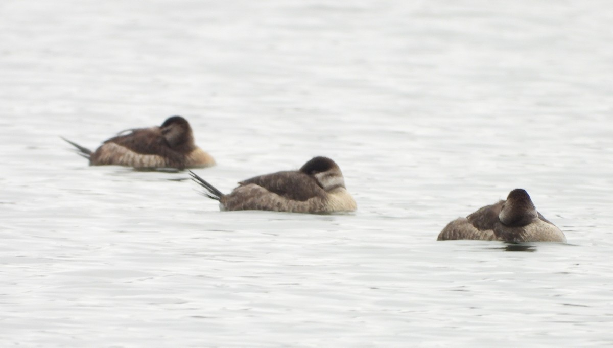 Ruddy Duck - ML646465681
