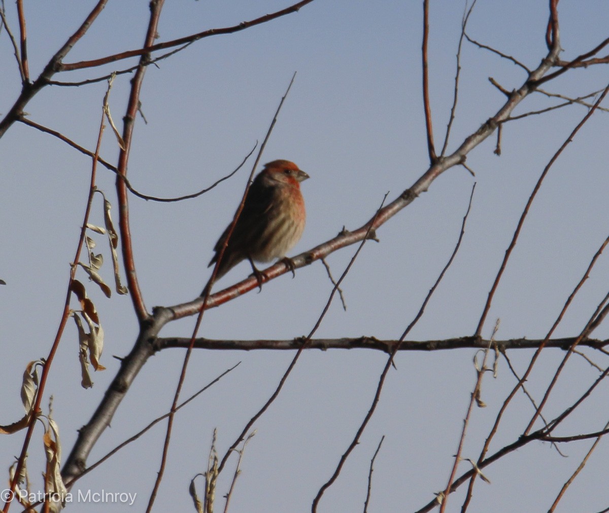 House Finch - ML646465682