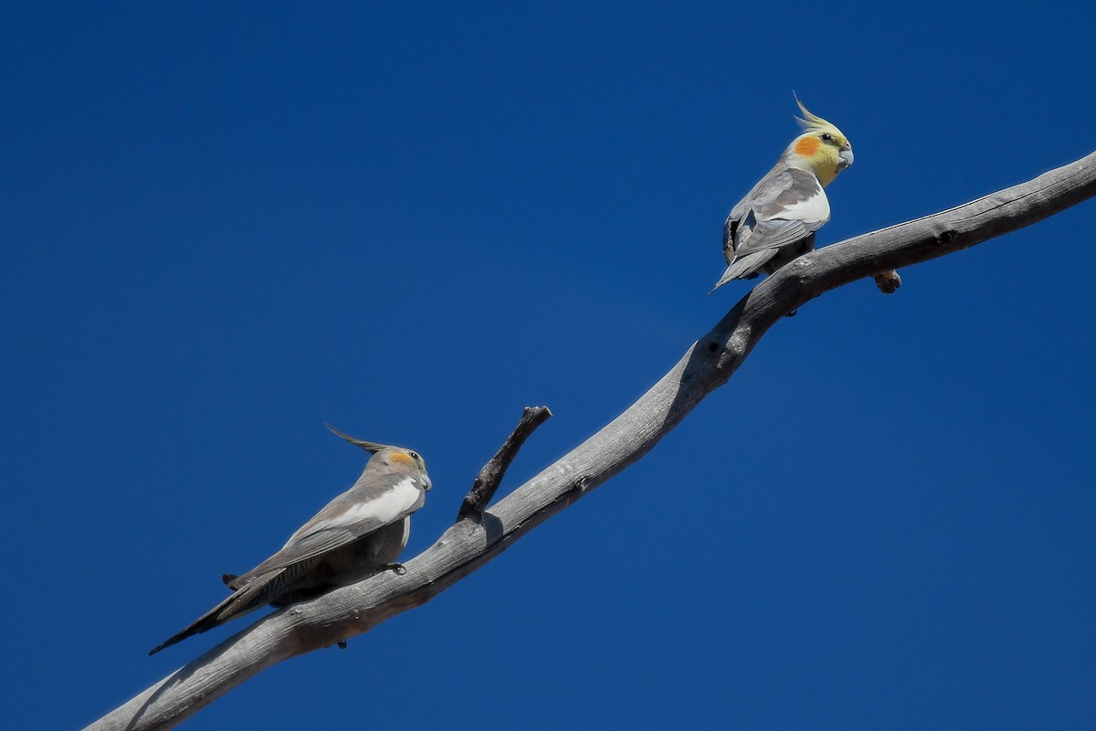 雞尾鸚鵡 - ML646465683