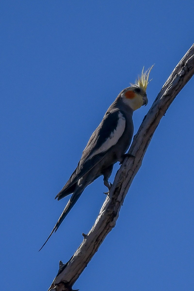 雞尾鸚鵡 - ML646465690