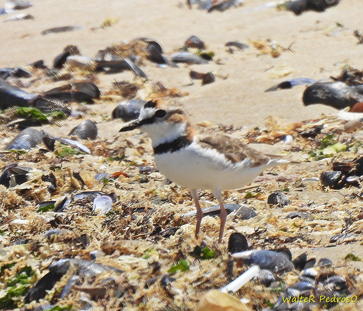 Schlankschnabel-Regenpfeifer - ML646465691