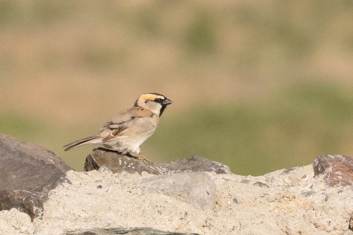 Saxaul Sparrow - ML646465692