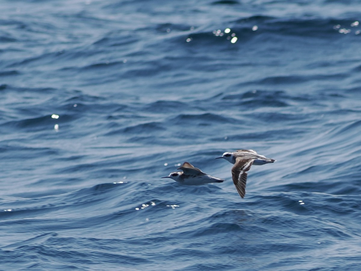 Phalarope à bec étroit - ML646465698
