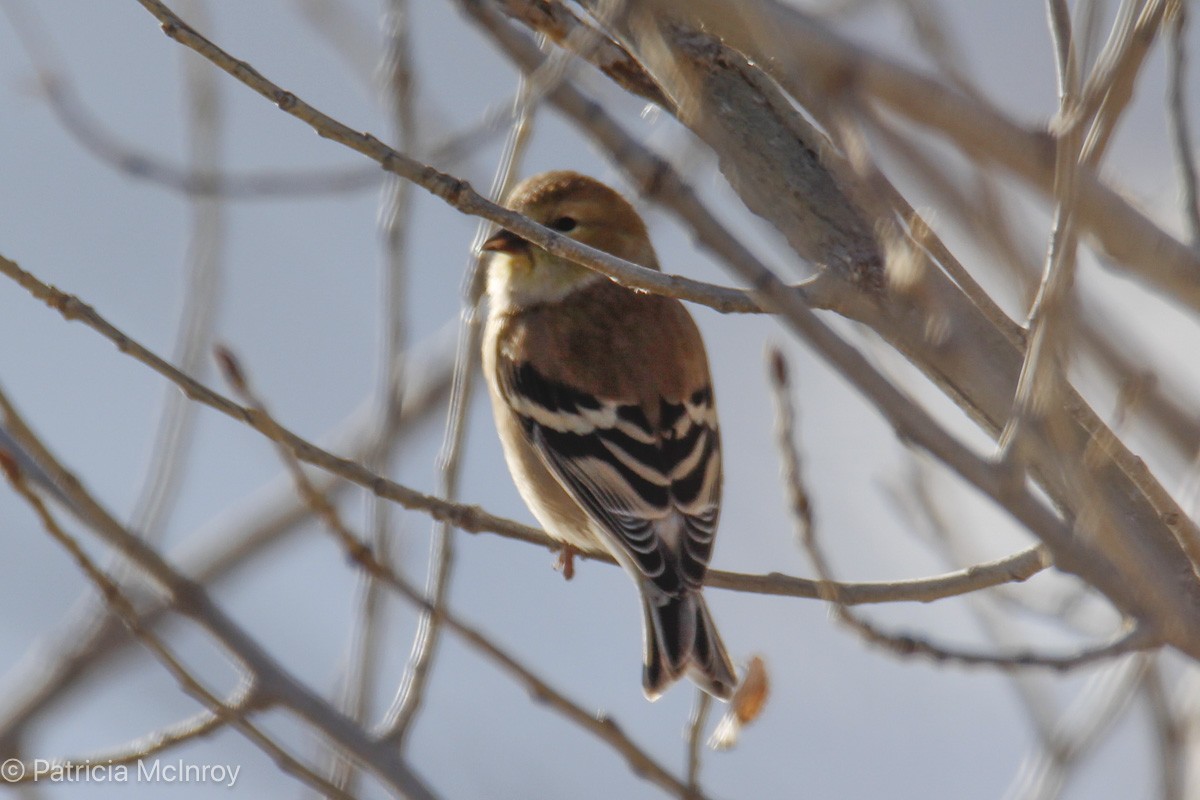 American Goldfinch - ML646465699