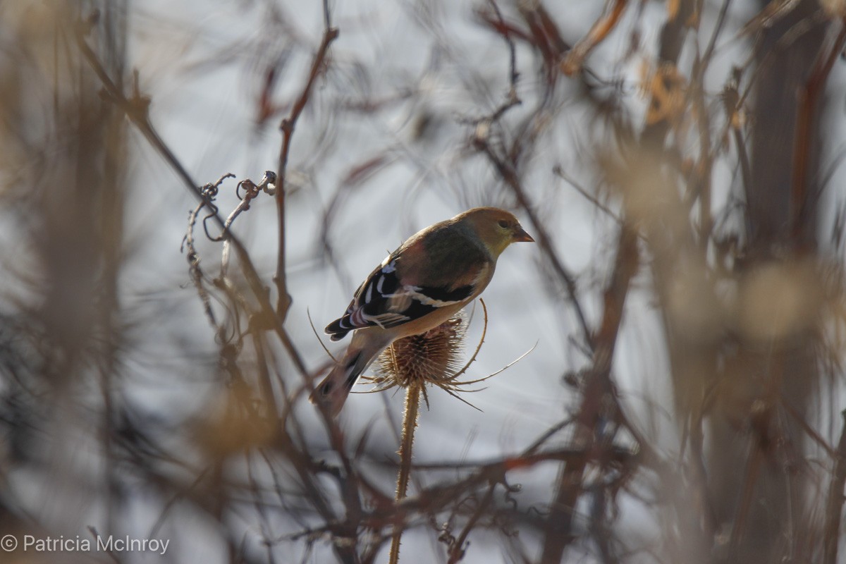 American Goldfinch - ML646465700