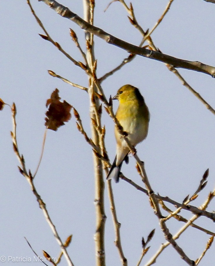 American Goldfinch - ML646465701