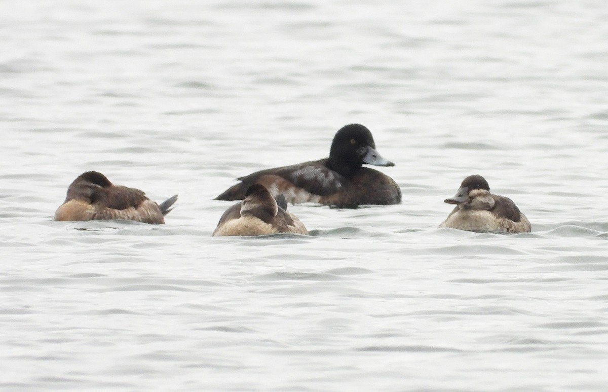 bergand - ML646465702