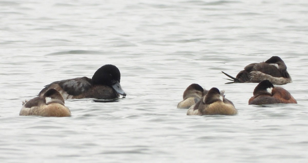 bergand - ML646465704