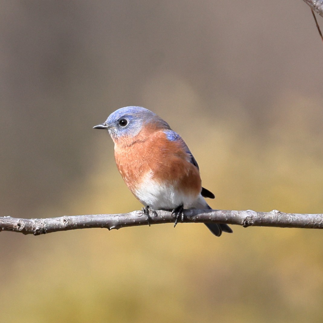 Eastern Bluebird - ML646465705