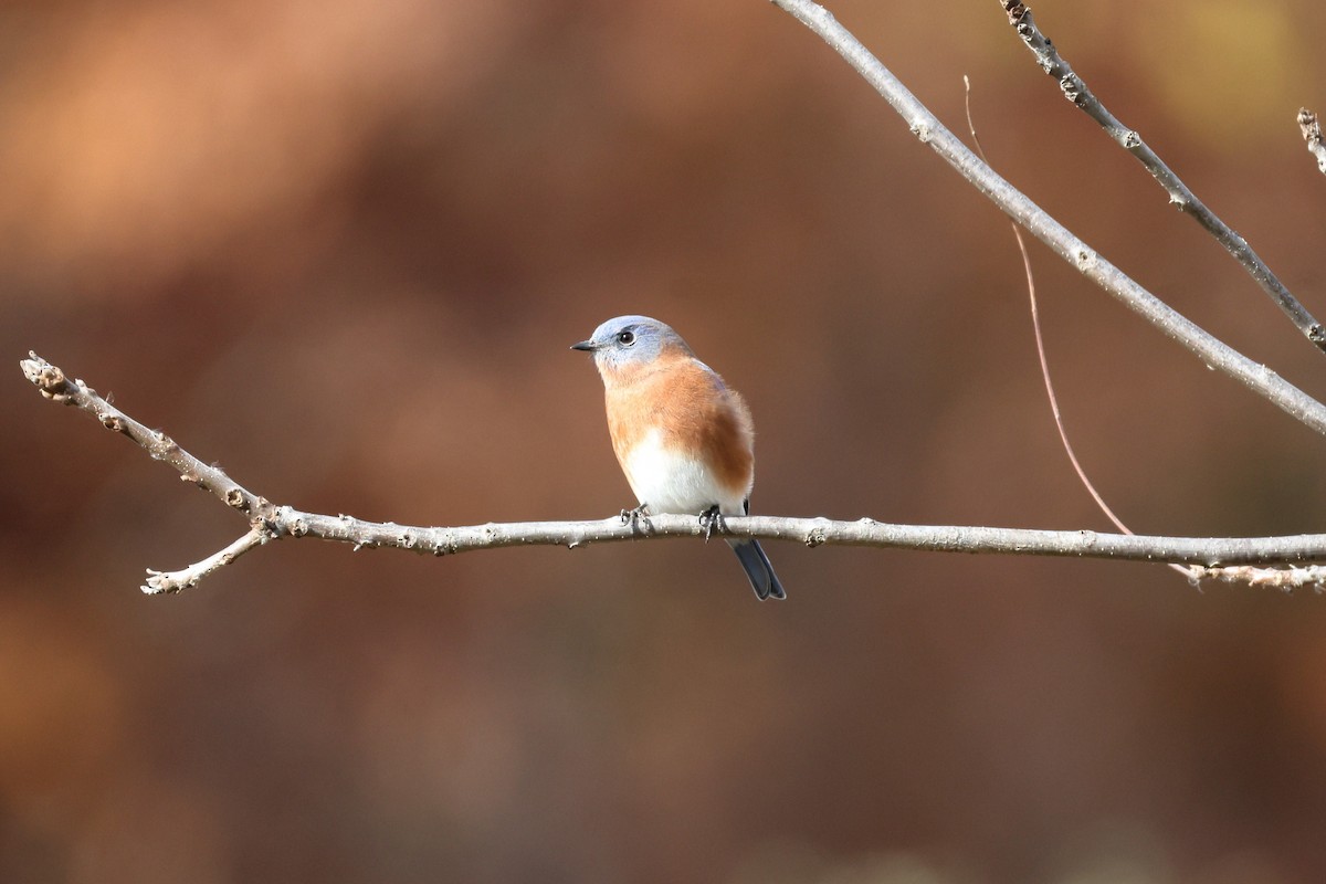 Eastern Bluebird - ML646465706