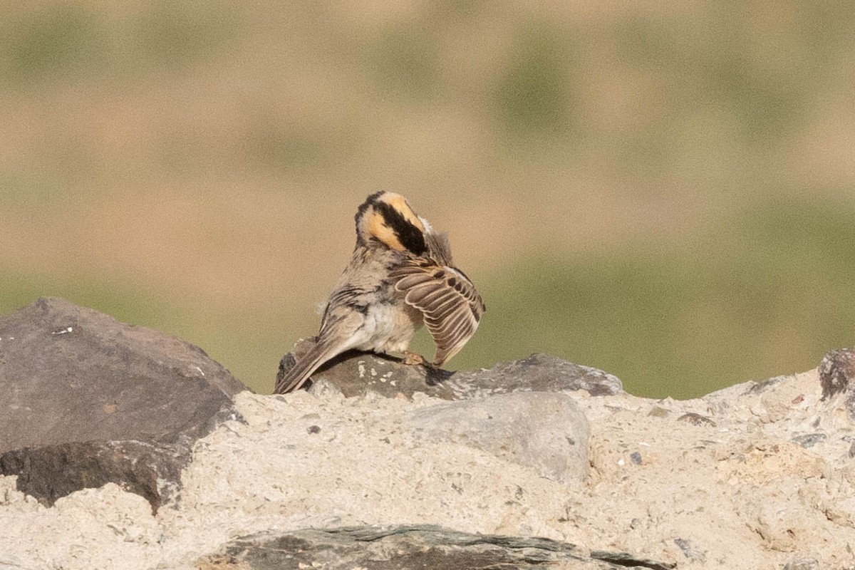 Saxaul Sparrow - ML646465707