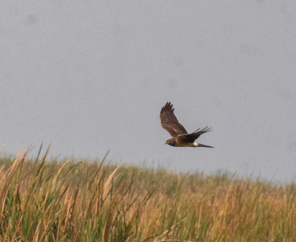 moták severoamerický - ML646465710