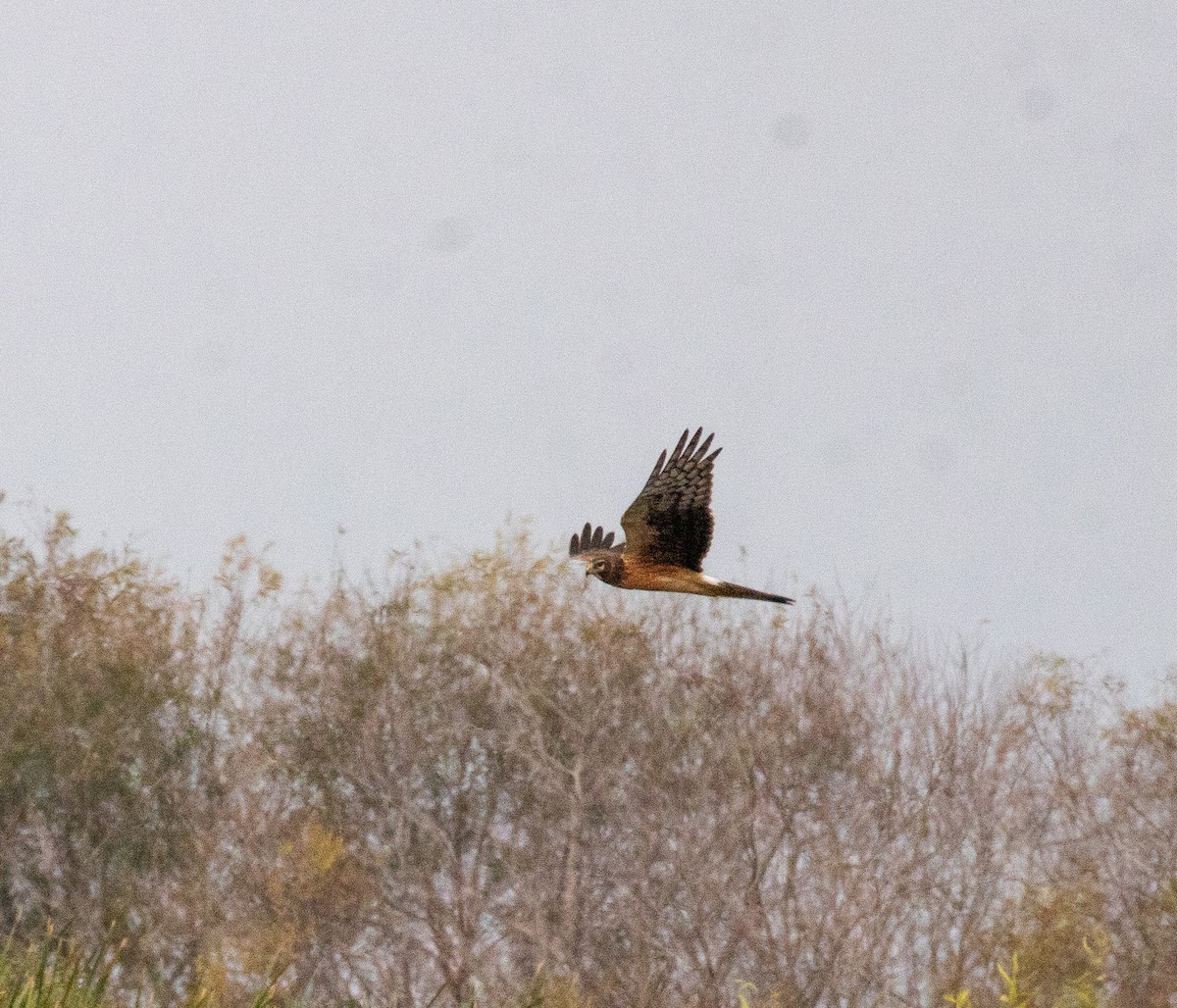 moták severoamerický - ML646465711