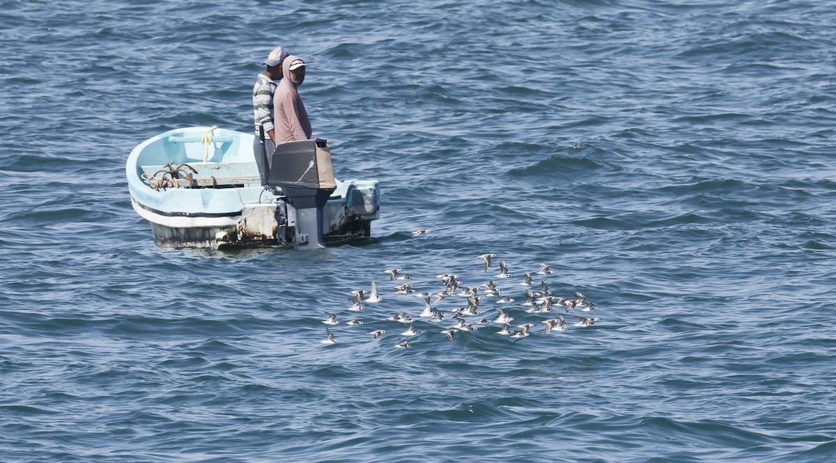 Falaropo beccosottile - ML646465717